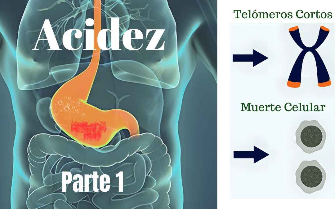 La acidez acorta tus telómeros y, por ende, tu vida y salud …